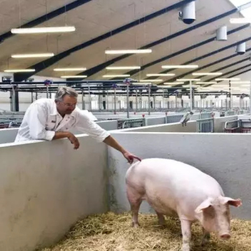 蓝耳副猪肆虐猪场！泰万菌素成防控关键，养猪人务必警惕