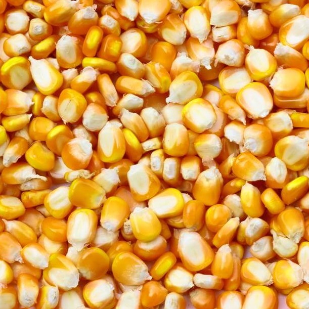 绝地反击！豆粕、菜粕、棉粕暴涨&hellip;