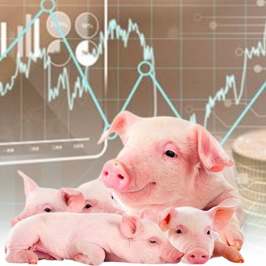 肥猪低位运行，仔猪不降价〡养殖老板现在能补栏？