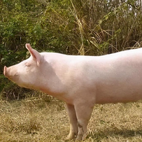 温氏股份披露交流会核心：屠宰产能 500 万头竣工、200 万头在建，详解 &ldquo;再造新温氏&rdquo; 战略