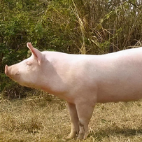 农业农村部：3月6日全国农产品批发市场猪肉平均价格为17.02元/公斤 比昨天下降1.0%