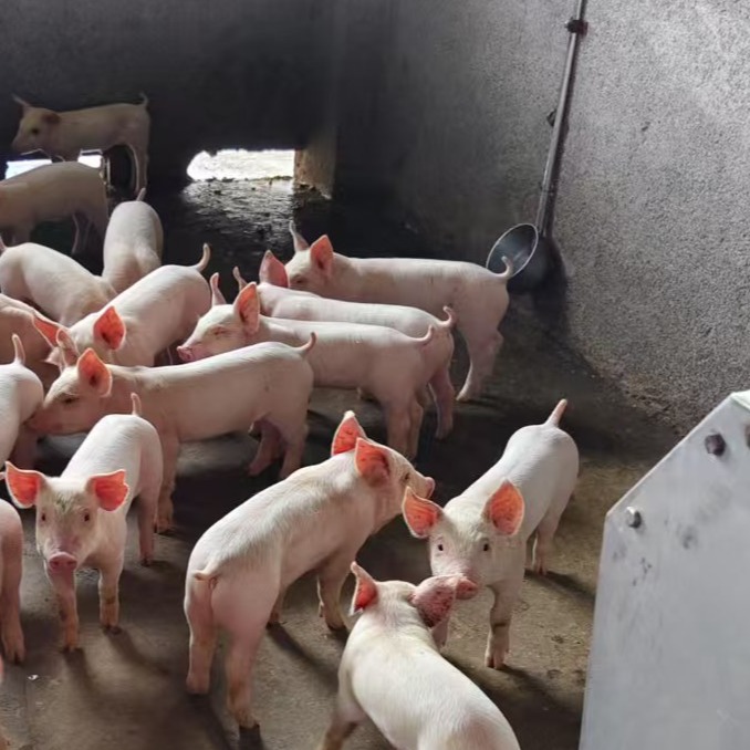 水在育肥养殖中的重要性分析