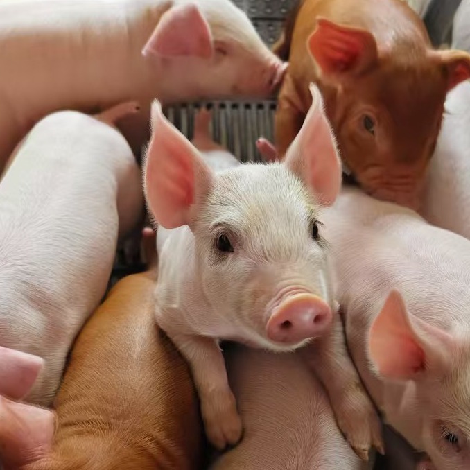 断奶仔猪卡巴安慰剂作用的替代方案