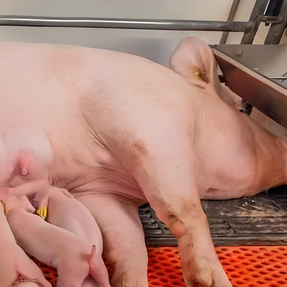 母猪分胎次饲养的理论依据优势分析