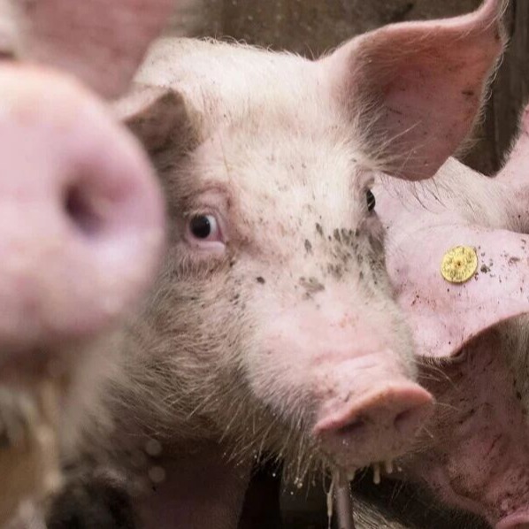 生猪行情的形势与挑战分析