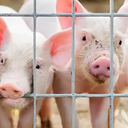 育肥猪生长阶段判断标准