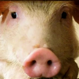 磺胺类药物首次使用未加倍，重新加倍是否有效？