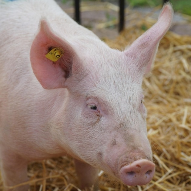 涉及新兴领域、农业高质量发展、百姓生活等方面 一批重要国家标准发布