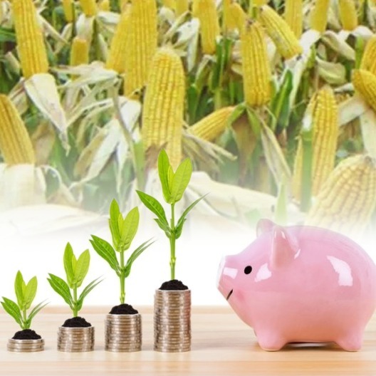 猪价低位震荡 | 豆粕 玉米上涨劲头强