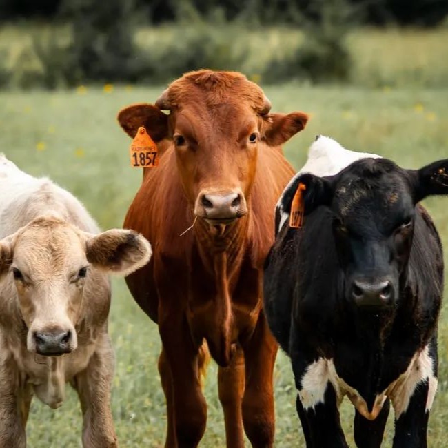 养牛户要注意了，这个病多数感染幼牛，一定要提前做好预防