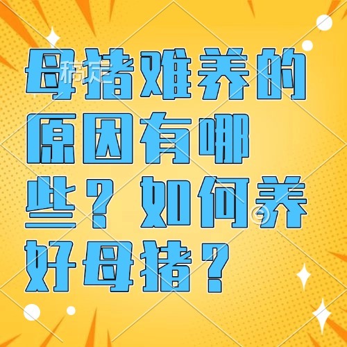 母猪难养的原因有哪些？如何养好母猪？