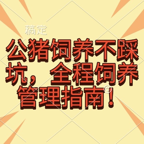 公猪饲养不踩坑，全程饲养管理指南！