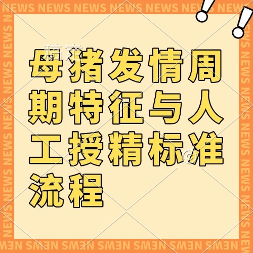 母猪发情周期特征与人工授精标准流程