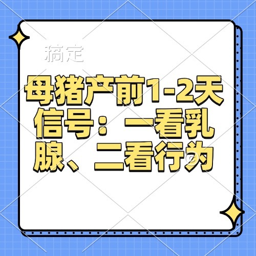 母猪产前1-2天信号：一看乳腺、二看行为