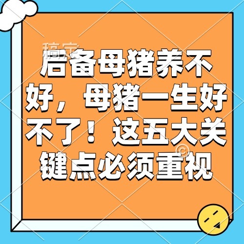 后备母猪养不好，母猪一生好不了！这五大关键点必须重视