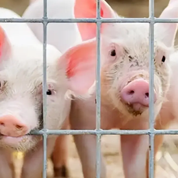 放养公司合作模式的战略思考