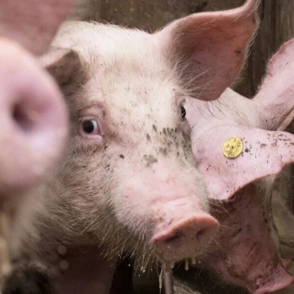 磺胺类药物为什么要首次加倍