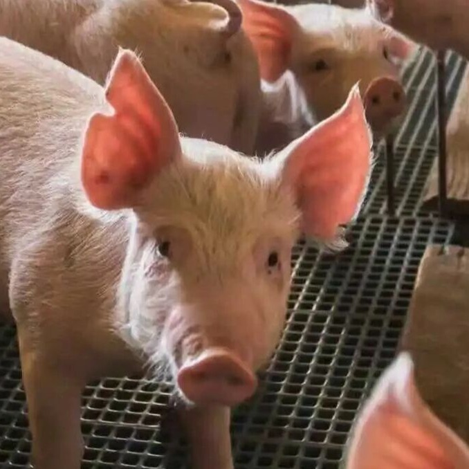 聊聊仔猪水肿病