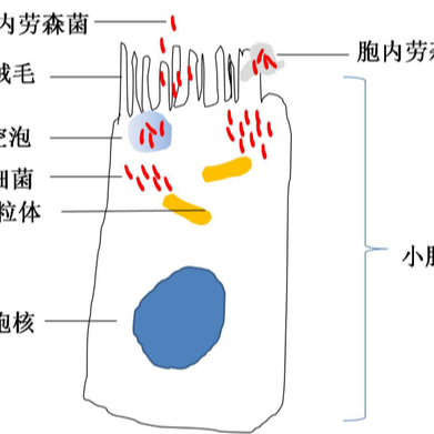 猪回肠炎的防治