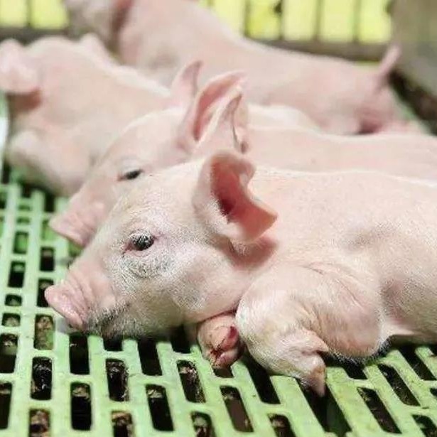 仔猪保健与护理