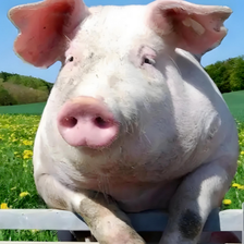   惨烈！猪价&ldquo;崩盘&rdquo;，仔猪一周再跌60元！21家上市猪企疯狂降本，集体冲&ldquo;5元/斤&rdquo;