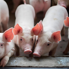 数字育种新纪元："猪芯片"如何改变中国生猪产业生态