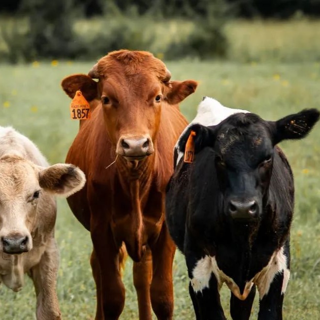母牛怀孕的用药禁忌