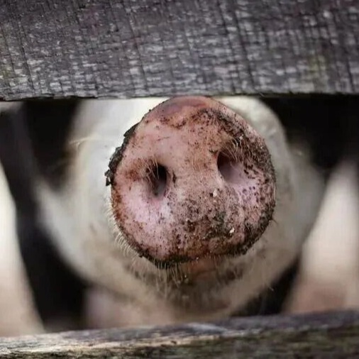 生猪行业迎利好！1.2万亿贷款落地，中央财政贴息1.5%，但有一个&ldquo;硬红线&rdquo;&hellip;