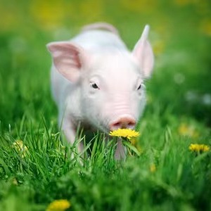 仔猪（哺乳阶段）生理常数