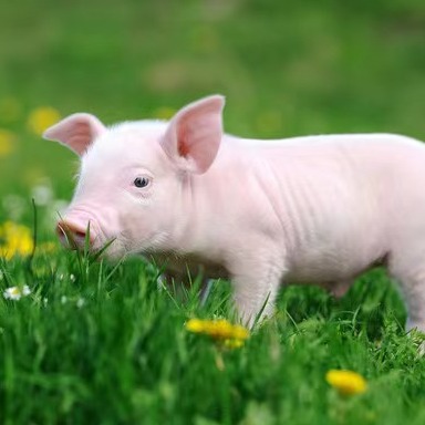 保育猪生理常数