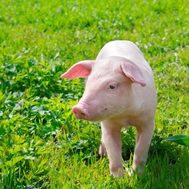 育肥猪生理常数