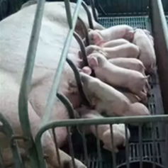 产程长、掏猪、头胎母猪必防！子宫内膜炎防控全攻略