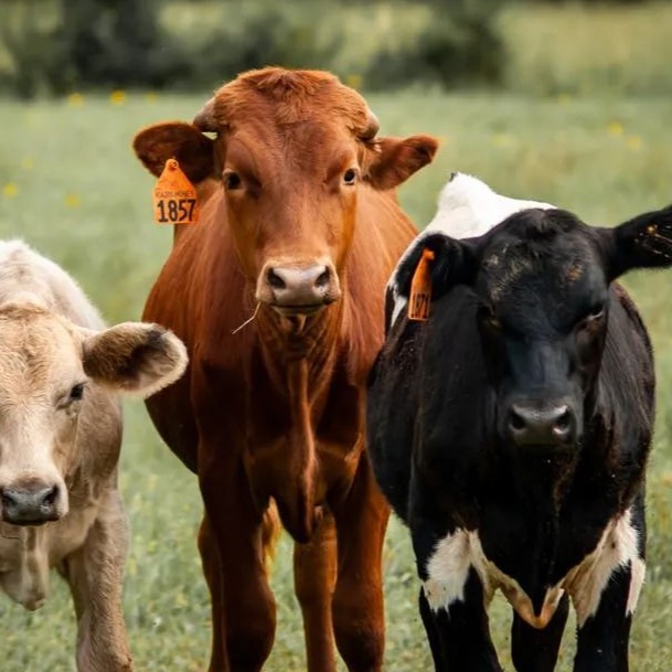 牛舌头烂和西门塔尔牛吐泡怎么回事？