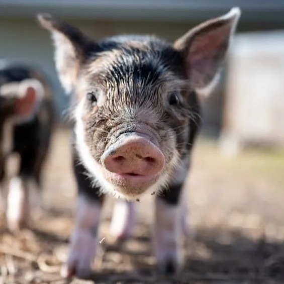 猪价全面反弹！局地大涨近1元！但仍需警惕，真正的&ldquo;翻身仗&rdquo;还未到来！