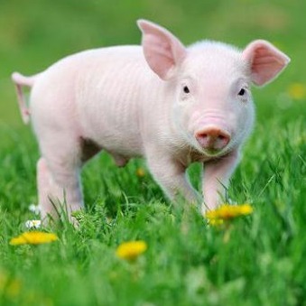 猪价磨底不慌！猪肉股逆势走强，2026猪业周期拐点已在酝酿？