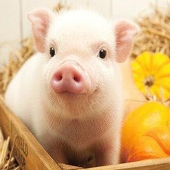 重磅！养猪人速看，1.2万亿贷款将发放，原则上不支持养猪场扩大生产规模！
