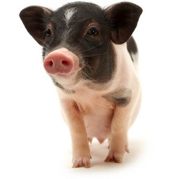 今日猪价：(2026.3.17)全国最新生猪价格行情涨跌表&mdash;猪价涨！&ldquo;降本增效&rdquo;是核心