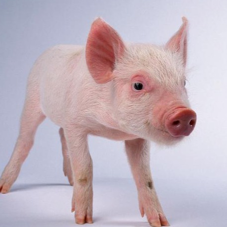 涨！2026年3月17日全国各地最新猪价行情！