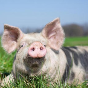 3月17日猪价行情：窄幅调整！多地小幅上涨，下跌仅1省，猪价要企稳了？