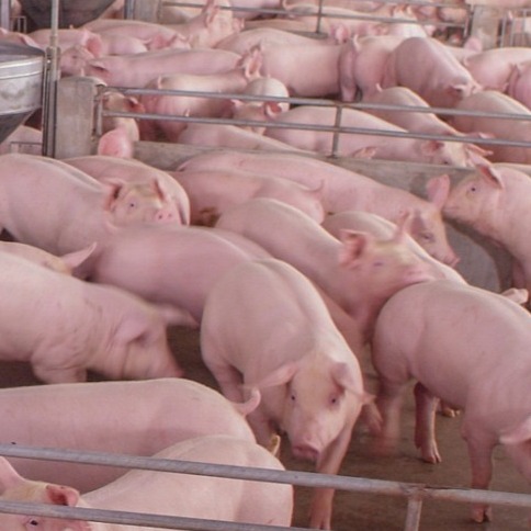 知识│泰妙菌素为什么绝对不能和饲料里面含有抗球虫成分&ldquo;盐霉素&rdquo;这类一起使用？