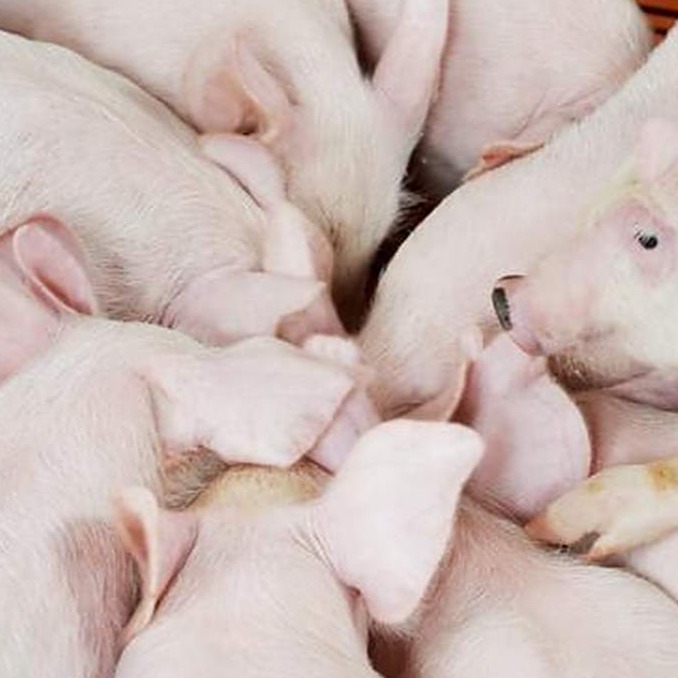 保育仔猪管理中控制密度的重要性