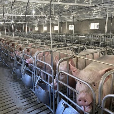 各阶段猪群的合理密度