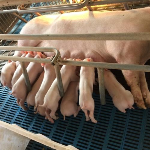 如何提高哺乳仔猪的生长速度
