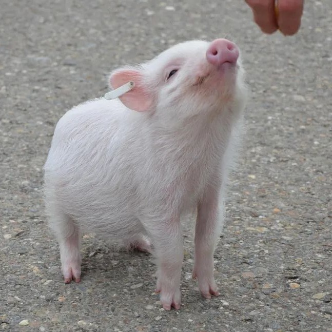 全面解析地美硝唑在规模化猪场的精准应用策略
