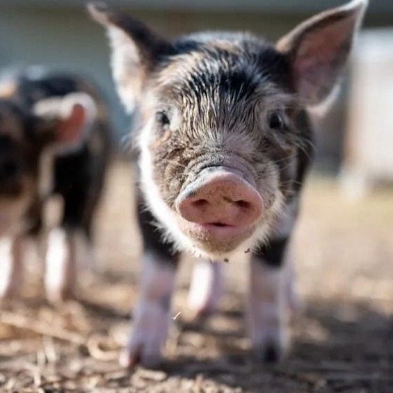 林可霉素在治疗猪病中的这些妙用，用对了就会显奇效！