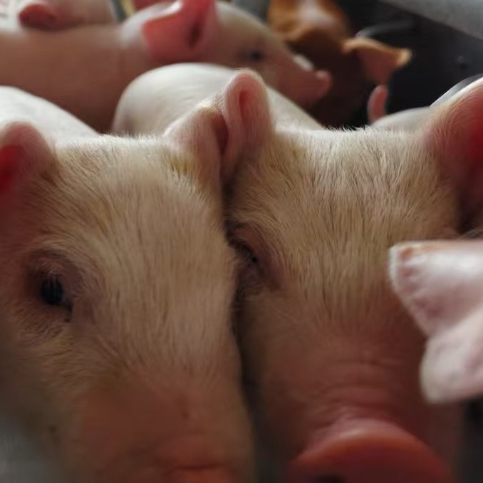 一篇文章带你解读抗体的s/p值