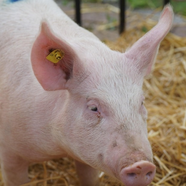 1550头被扑杀！半月发生2起疫情！国内非洲猪瘟疫苗研发迎新进展！