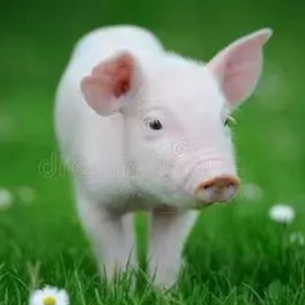 育肥猪的饲养技术管理