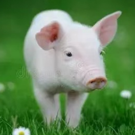 科学防控多措并举 筑牢猪只后期瘫痪预防防线