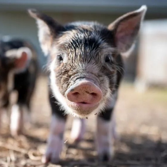 生猪均价失守10元/公斤关口：养殖户贷款买饲料，产能调控成行业希望？